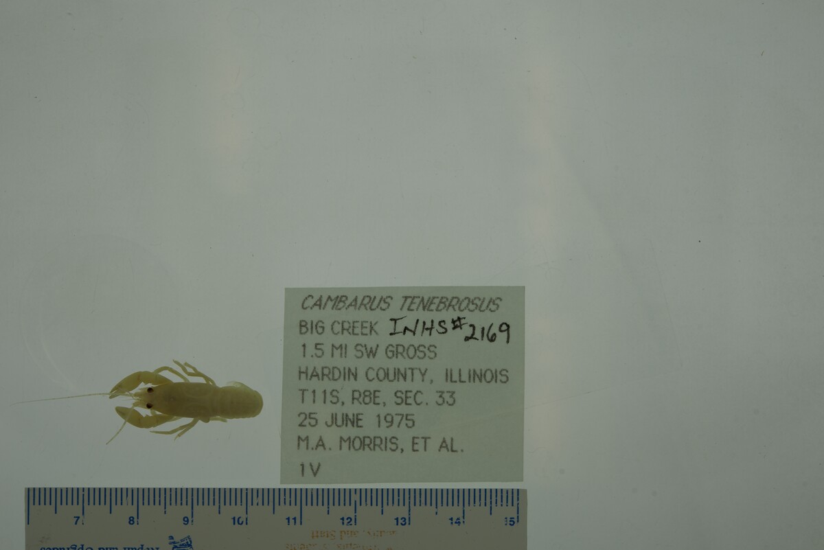 Cambarus tenebrosus image